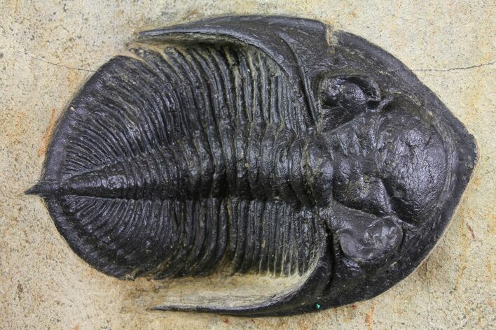 Bargain, Zlichovaspis Trilobite - Atchana, Morocco #138065